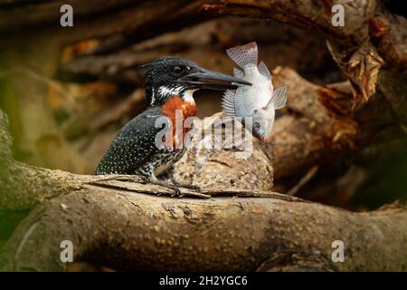 Kingfisher gigante - Megaceryle maxima il più grande Martin pescatore in Africa, uccello riproduttore residente, arancione e pied di colore bianco e nero con becco forte. FIS Foto Stock