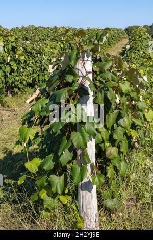 Uve Concord, mature, Vineyard, SW Michigan, USA, Di James D Coppinger/Dembinsky Photo Assoc Foto Stock