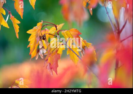 Foglie di acero amur o Acer ginnala in colori autunnali con sfondo bokeh, fuoco selettivo, DOF poco profondo Foto Stock