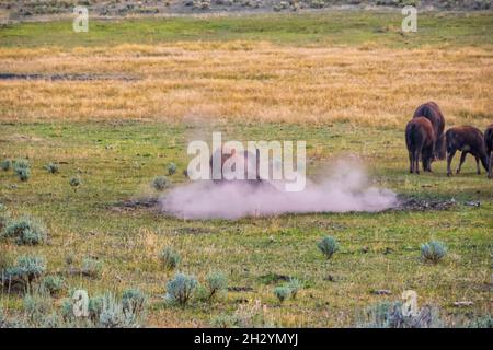 Il bisonte americano rotola in un wallow che prende un bagno di polvere Foto Stock