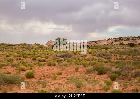 Una vista panoramica dei cavalli selvatici nel deserto sud-occidentale dell'Arizona, Stati Uniti Foto Stock