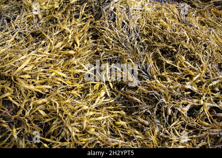 Alghe marine sulla spiaggia a Lews Castle Grounds, Stornoway, Isle of Lewis, Outer Hebrides, Scozia, REGNO UNITO Foto Stock