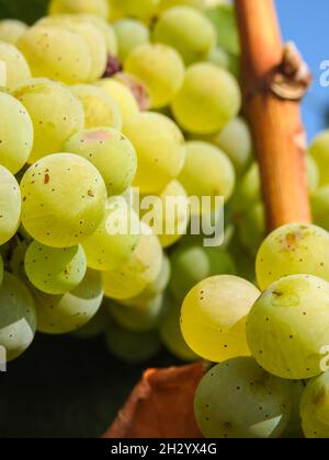 Primo piano di vitigno bianco con bacche verdi rotonde. Fase di maturazione dell'uva. Grappolo di uva stretto. Foto Stock