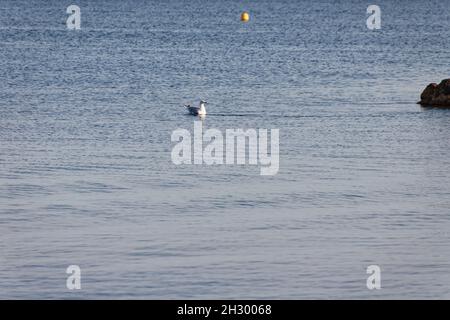 Meze, Francia. Agosto 08, 2021. Un gabbiano sul mare a Meze in Occitanie, Francia. Credit: Veronique Phitoussi / Alamy Stock Photo Foto Stock