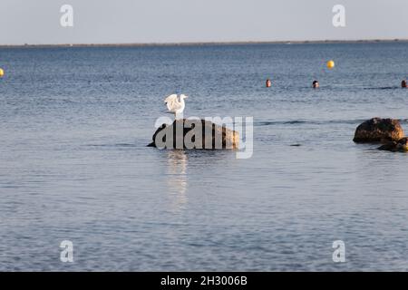 Meze, Francia. Agosto 08, 2021. Sul mare, un gabbiano sulla roccia a Meze in Occitanie, Francia. Credit: Veronique Phitoussi / Alamy Stock Photo Foto Stock