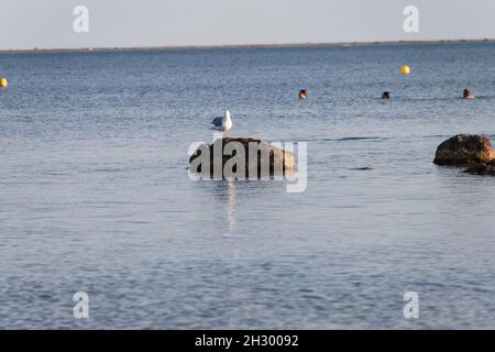 Meze, Francia. Agosto 08, 2021. Meze, una spiaggia, un gabbiano sulla roccia a Meze in Occitanie, Francia. Credit: Veronique Phitoussi / Alamy Stock Photo Foto Stock