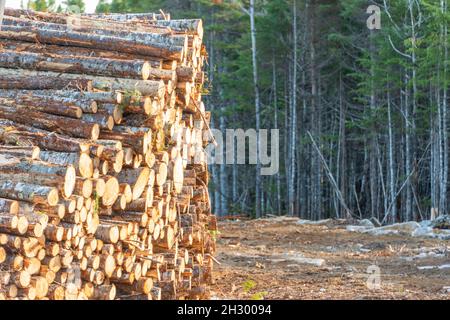 Una pila o un cumulo di tronchi di abete rosso ben impilati. Il materiale di disboscamento massiccio è da alberi di dimensioni diverse ed invecchiati. Foto Stock