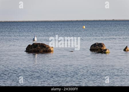 Meze, Francia. Agosto 08, 2021. Meze, una spiaggia, un gabbiano sulla roccia a Meze in Occitanie, Francia. Credit: Veronique Phitoussi / Alamy Stock Photo Foto Stock