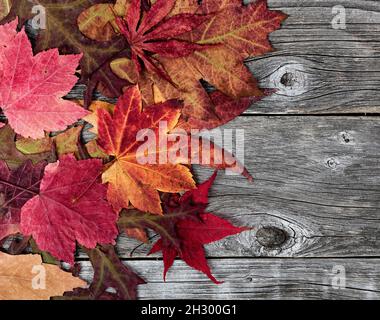 Vista ravvicinata delle foglie colorate di fogliame su tavole di legno invecchiate naturalmente per la stagione delle vacanze autunnali di Halloween o Thanksgiving sfondo Foto Stock