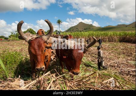 Raccolto di canna da zucchero nella Repubblica Dominicana. Il driver di haitiani aziona un bastone con uno stimolo, un carro trainato da bufali. immagine agricola Foto Stock