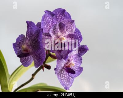 Orchid fiori, closeup Vanda Somsri Gloria Blue Orchidee in fiore, fiori e foglie che si levano in piedi isolato su un cielo grigio tempestoso sfondo Foto Stock