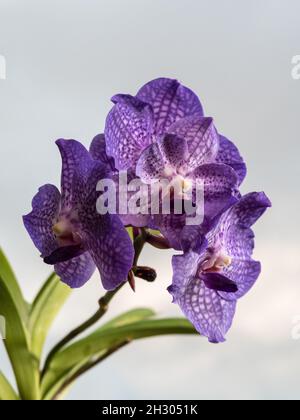 Orchidea fiori, Vanda Somsri Gloria Blue Orchidee in fiore, fiori e foglie che si levano in piedi isolato su uno sfondo grigio tempestoso cielo Foto Stock