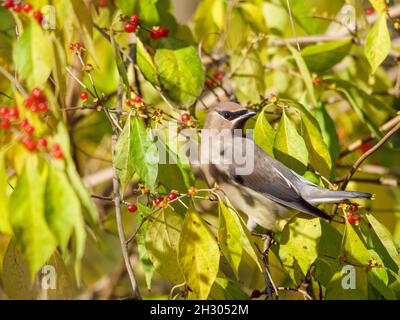 Cedar waxwing (Bombycilla cedrorum) oculari invasivi Amanur Honeysuckle (Lonicera maackii) bacche. Salt Creek Nature Area, Cook County, Illinois. Foto Stock