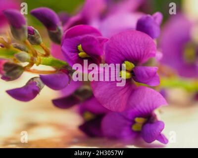 Fiore Macro di Hardenbergia violacea Viola o felice Wanderer fiori climber in gloriosa fioritura invernale. Copertura di terra posteriore, pianta australiana nativa Foto Stock