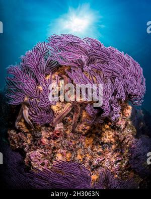 Coralli molli che ondeggiano a El Bajito, Mare di Cortez, Baja California sur, Messico Foto Stock