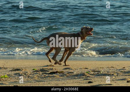 weimaraner cane che corre lungo la spiaggia in giornata di sole in autunno in Spagna Foto Stock