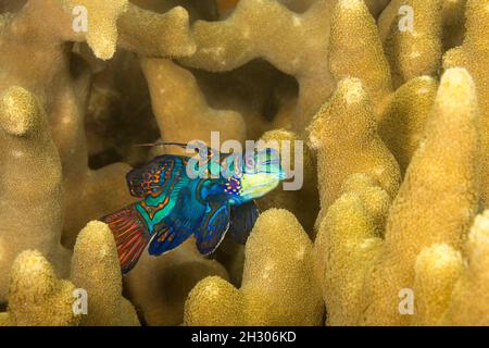 Al crepuscolo mandarinfish, Synchiropus splendidus, cercare un compagno e lasciare la protezione del corallo dito dove si trovano, Yap, Micronesia. Foto Stock