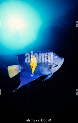 Il pesce angelo della luna blu, Pomocanthus maculosus, è anche noto come il pesce angelo del Mar Rosso, il pesce angelo yellowbar e mezzo-luna pesce angelo, Mar Rosso, Egypt Foto Stock