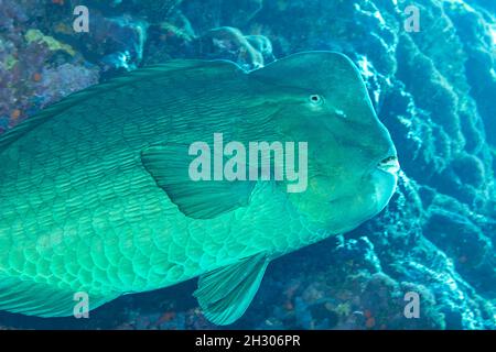 Bumphead pesci pappagallo, Bolbometopon muricatum, sono le specie più grande in questa famiglia e può raggiungere i 5 metri di lunghezza e oltre 160 libbre, Yap, Micronesi Foto Stock