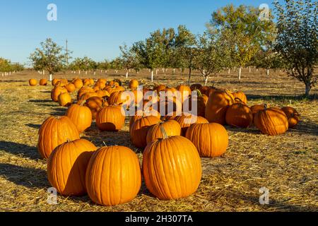 Zucche arancioni nel campo durante la stagione di raccolta in Colorado Foto Stock