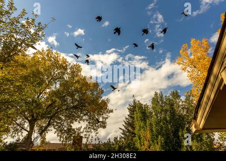 Uccelli neri che volano sopra gli alberi d'autunno nel quartiere residenziale in Colorado Foto Stock