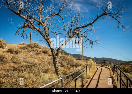 Un albero morente nel deserto all'inizio dell'autunno vicino alla 'Croce dei Martiri' a Santa Fe, NM Foto Stock