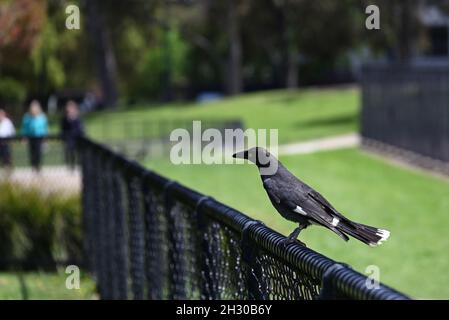 Pied currawong appollaiato su una recinzione di catena nera in un parco, la sua testa girata verso la gente che cammina su un sentiero in lontananza Foto Stock