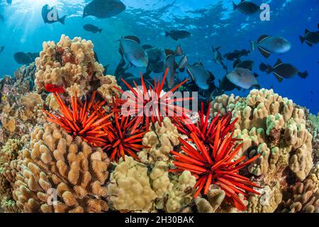 Ricci di mare a matita d'ardesia, Heterocentrotus mammamillatus, colora il primo piano di questa scena della barriera corallina hawaiana con pesci rossi, Melichthys niger, off Foto Stock