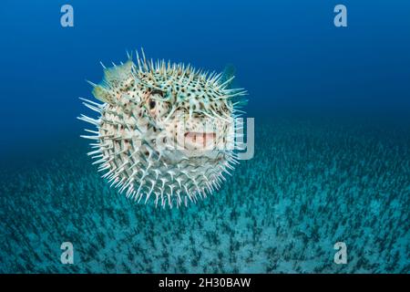 Il porcupinefish macchiato, Diodon hystrix, si nutrono principalmente di notte su invertebrati rigati. Hawaii. Foto Stock