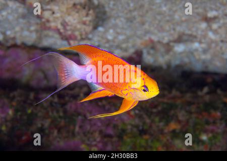 Questa fata maschile anthias, Pseudanthias ventralis hawaiiensis, ha un harem di femmine che egli guarda sopra nelle vicinanze, Hawaii. (endemico) Foto Stock