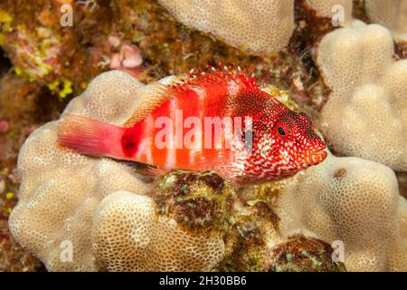 Il pesce falco rosso, Cirrhitops fascatus, raggiunge 5 pollici di lunghezza e ha una distribuzione insolita disunitata. Si trova solo nelle Hawaii dove io Foto Stock