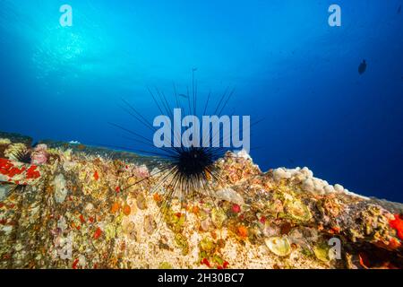 Questo riccio di mare a lunga lunghezza, Diadema paucispinum, sta consumando alghe che crescono sullo scafo del relitto di Sant'Antonio al largo dell'isola di Maui, Hawai Foto Stock