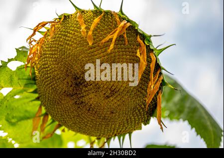 Fuoco selettivo sulla testa di girasole di caduta dopo che i petali si sono avviliti Foto Stock