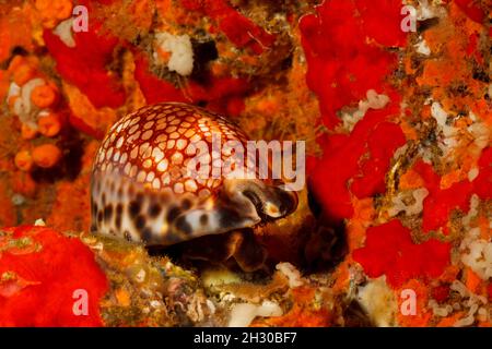 Il cowry reticolato, Cyprea maculifera, è anche indicato come il cowry blotted, Hawaii. Foto Stock