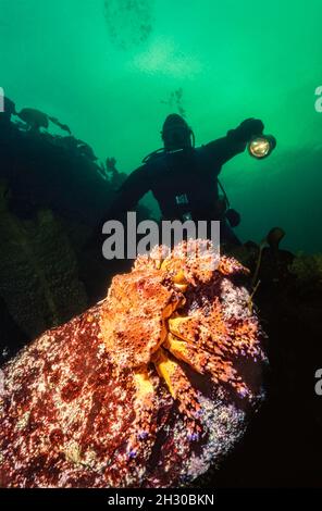 Puget suono granchi re, Lopholithodes mandtii, e subacqueo (MR), British Columbia, Canada. Foto Stock