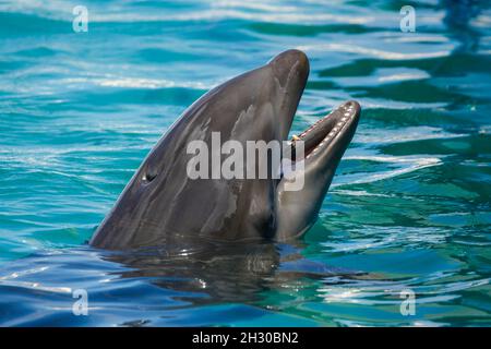 Un wolphin o wholphin è un ibrido estremamente raro nato da un accoppiamento di un delfino di collo di bottiglia comune femminile, Tursiops truncatus, con un maschio falso uccidere Foto Stock