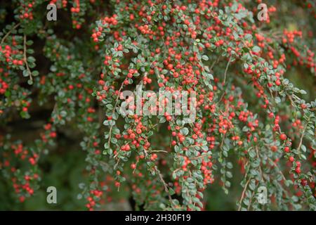 Autunno le Berries rosse e le foglie verdi sui rami di un muro di Dwarf deciduo Spray arbusto (Cotoneaster horizontalis) che cresce in un giardino Devon Foto Stock