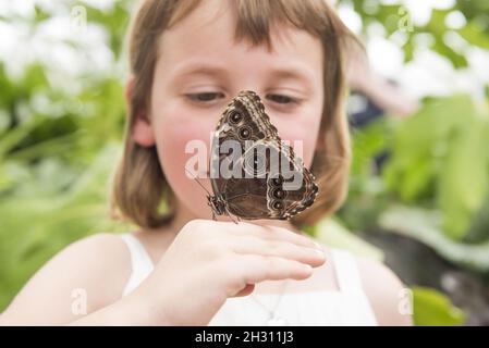 Butterfly atterra in mano a una giovane ragazza nel Butterfly Dome al RHS Hampton Court Flower Show, a Hampton Court, Teddington - Londra Foto Stock