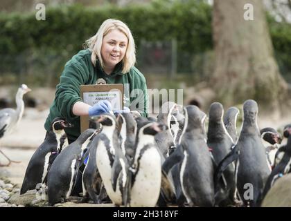 Zoo Keeper Zu Zanna conta Humbolt Penguins durante l'annuale stock take dello ZSL London Zoo, allo Zoo di Londra. Data immagine: Mercoledì 7 febbraio 2018. Il credito fotografico dovrebbe essere: David Jensen/ EMPICS Entertainment Foto Stock