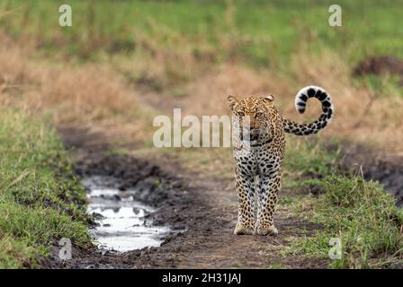 Leopardo - Panthera pardus, bellissimo carnivoro iconico da cespugli africani, savane e foreste, Queen Elizabeth National Park, Uganda. Foto Stock