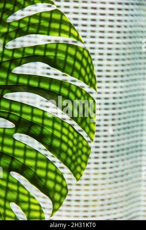 foglia verde di monstera di piante tropicali con ombra a tenda Foto Stock