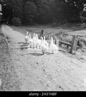 Besichtigung der Fehnkolonie von Worpswede, Deutsches Reich 1930er Jahre. Sondaggio della torba distretto di Worpswede, Germania 1930s. Foto Stock