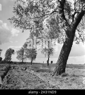 Ein Ausflug in die Lüneburger Heide, Deutsches Reich 1930er Jahre. Un viaggio a Luneberg, Germania 1930s. Foto Stock