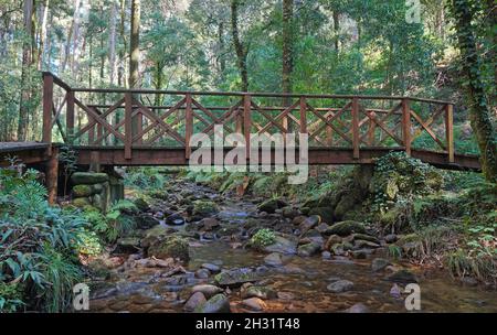 Un ponte di legno su un piccolo fiume nella foresta, Rio De la Fraga, Spagna, Galizia, Pontevedra provincia Foto Stock