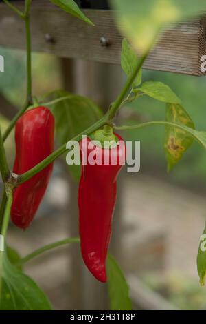 Home coltivato biologico rosso brillante peperoncino o peperoncino 'Cere calde Ungherese' (Capsicum annuum) che cresce in una serra in un giardino vegetale Foto Stock