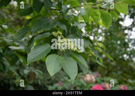 Teste di fiore di crema e foglie verdi lucide su un albero di Raisin cinese o giapponese deciduo (Hovenia dulcis) che cresce in un giardino di bosco nel Devon rurale Foto Stock