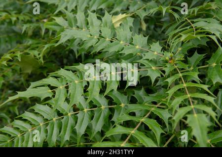 Sfondo o tessitura di foglie verdi d'autunno su un ibrido Oregon arbusto di uva (Mahonia x media 'Charity') che cresce in un Country Cottage Garden Foto Stock