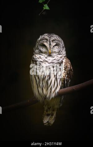 Gufo uccello di preda arroccato Foto Stock