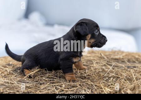 Il marrone Jack Russell di un mese si erge su un fieno. Fuori per la prima volta, temi animali, fuoco selettivo, sfocatura. Foto Stock