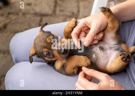 Un mese di marrone brindle Jack Russell cucciolo si trova sul grembo di una donna. Lei batte il pancino morbido del cane. Fuori al sole per la prima volta. Animali loro Foto Stock